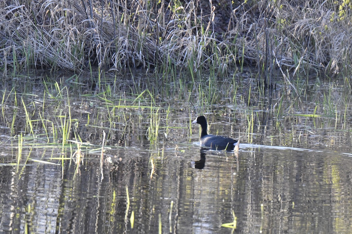 American Coot - ML617733194