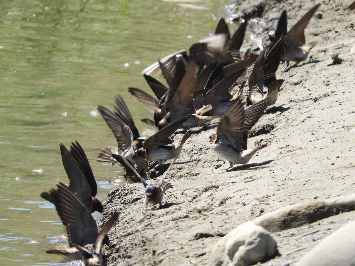 Cliff Swallow - ML617733204