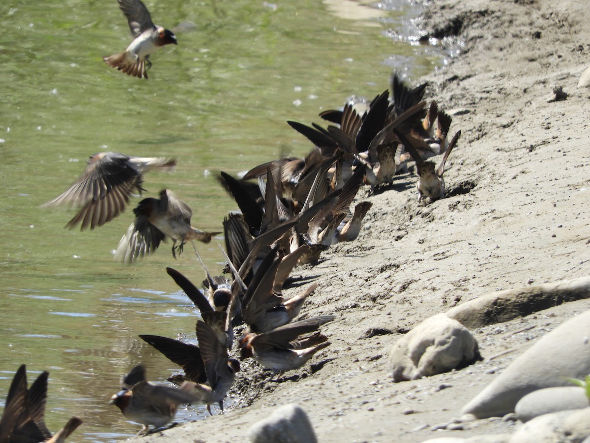 Cliff Swallow - ML617733205