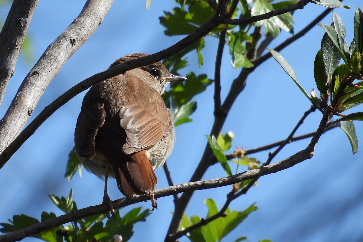 Common Nightingale - ML617733210