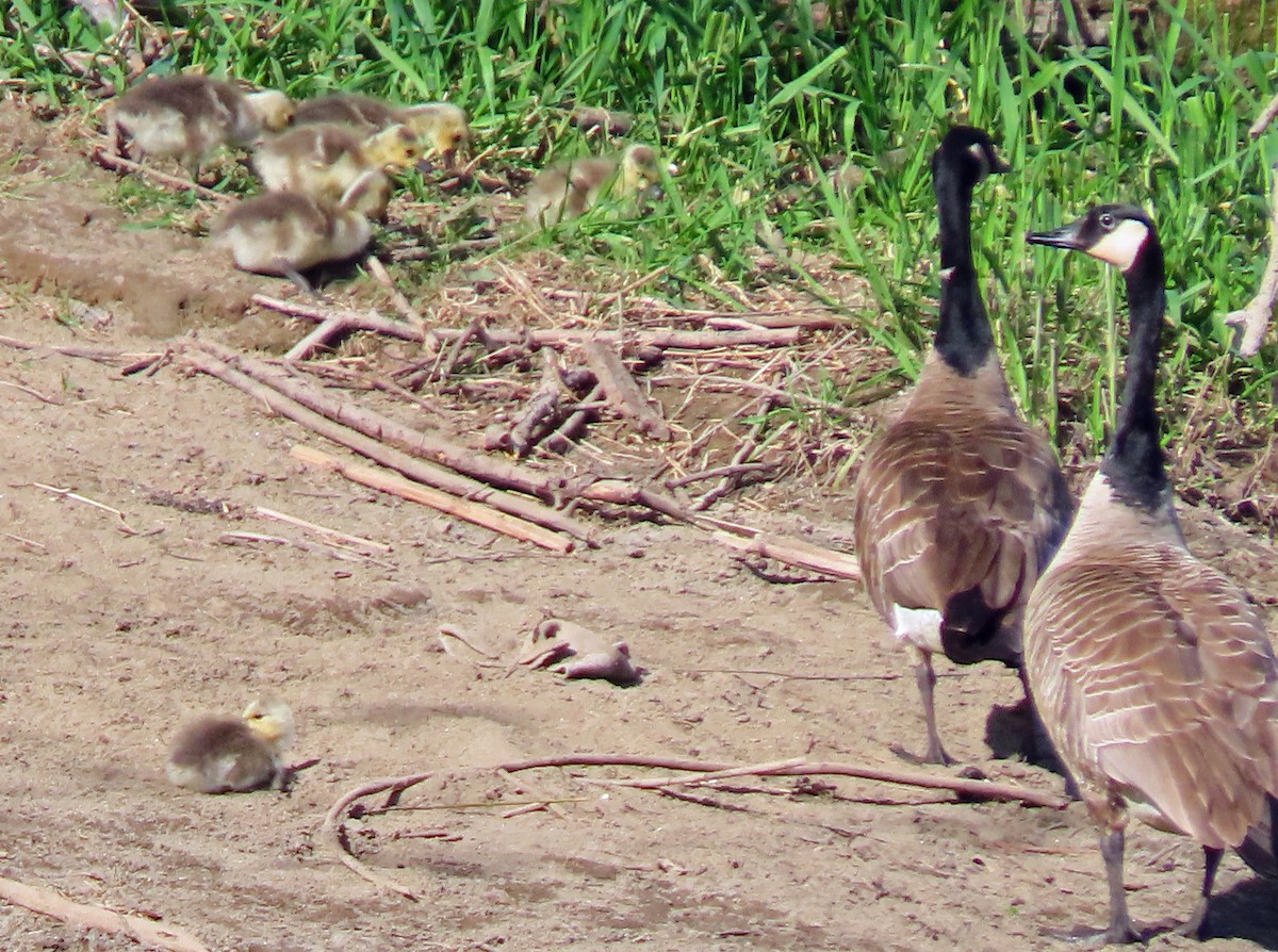 Canada Goose - ML617733241