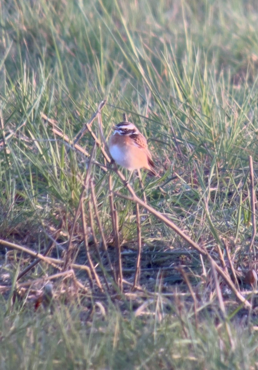 Whinchat - ML617733249