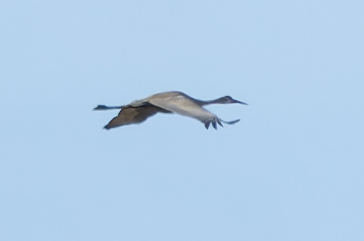 Sandhill Crane - ML617733250