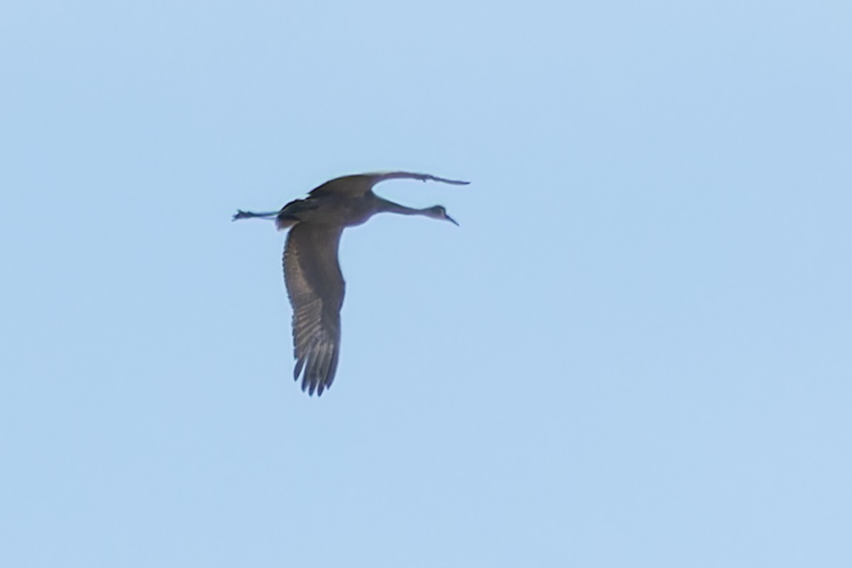 Sandhill Crane - ML617733252