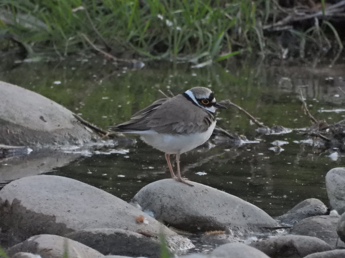 Little Ringed Plover - ML617733261