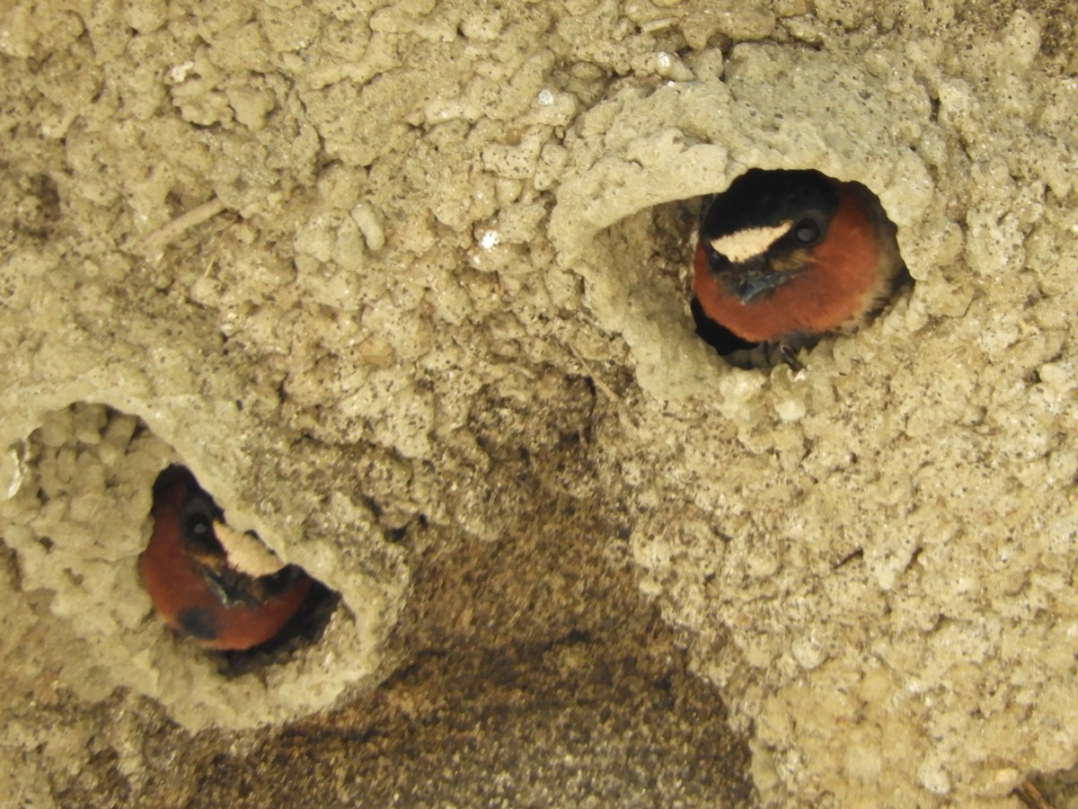 Cliff Swallow - ML617733277