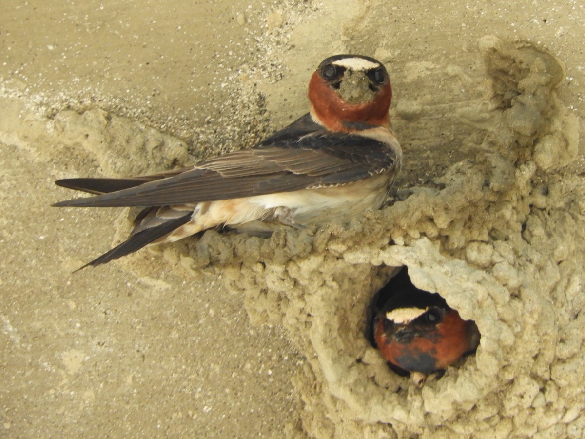 Cliff Swallow - Natalee Bozzi