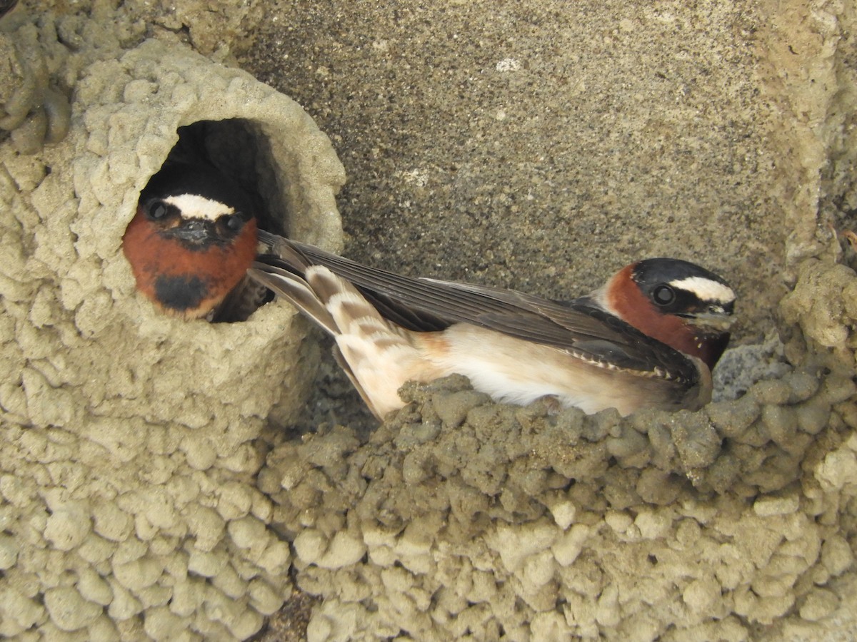 Cliff Swallow - ML617733279