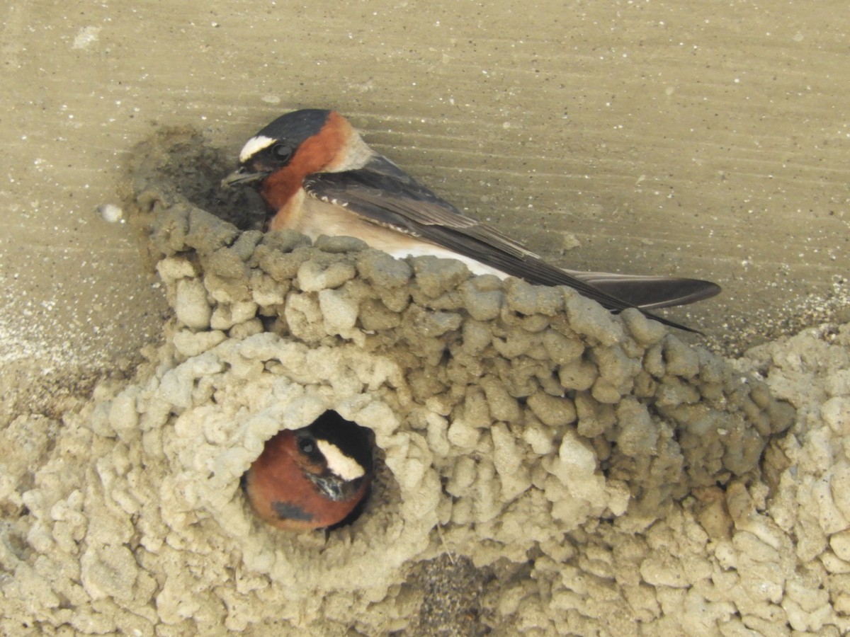 Cliff Swallow - Natalee Bozzi