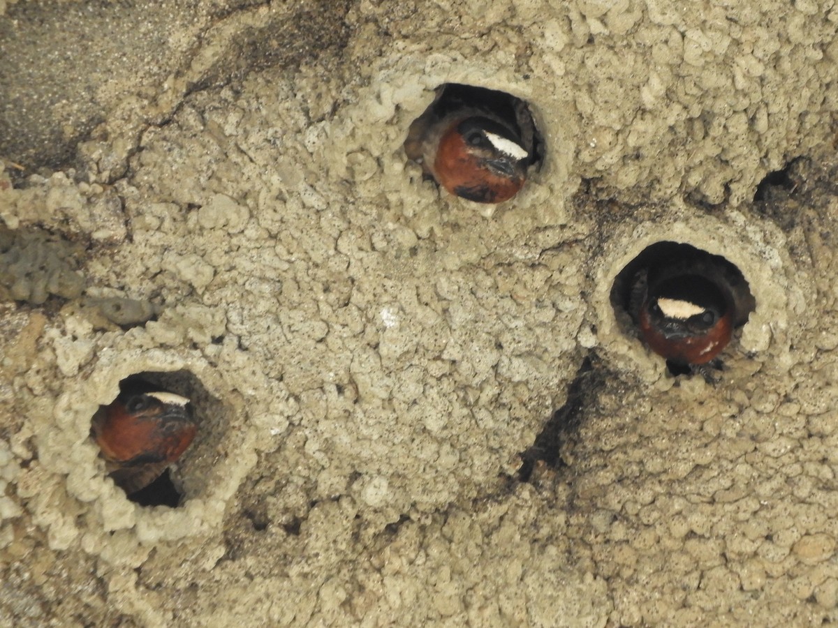 Cliff Swallow - Natalee Bozzi