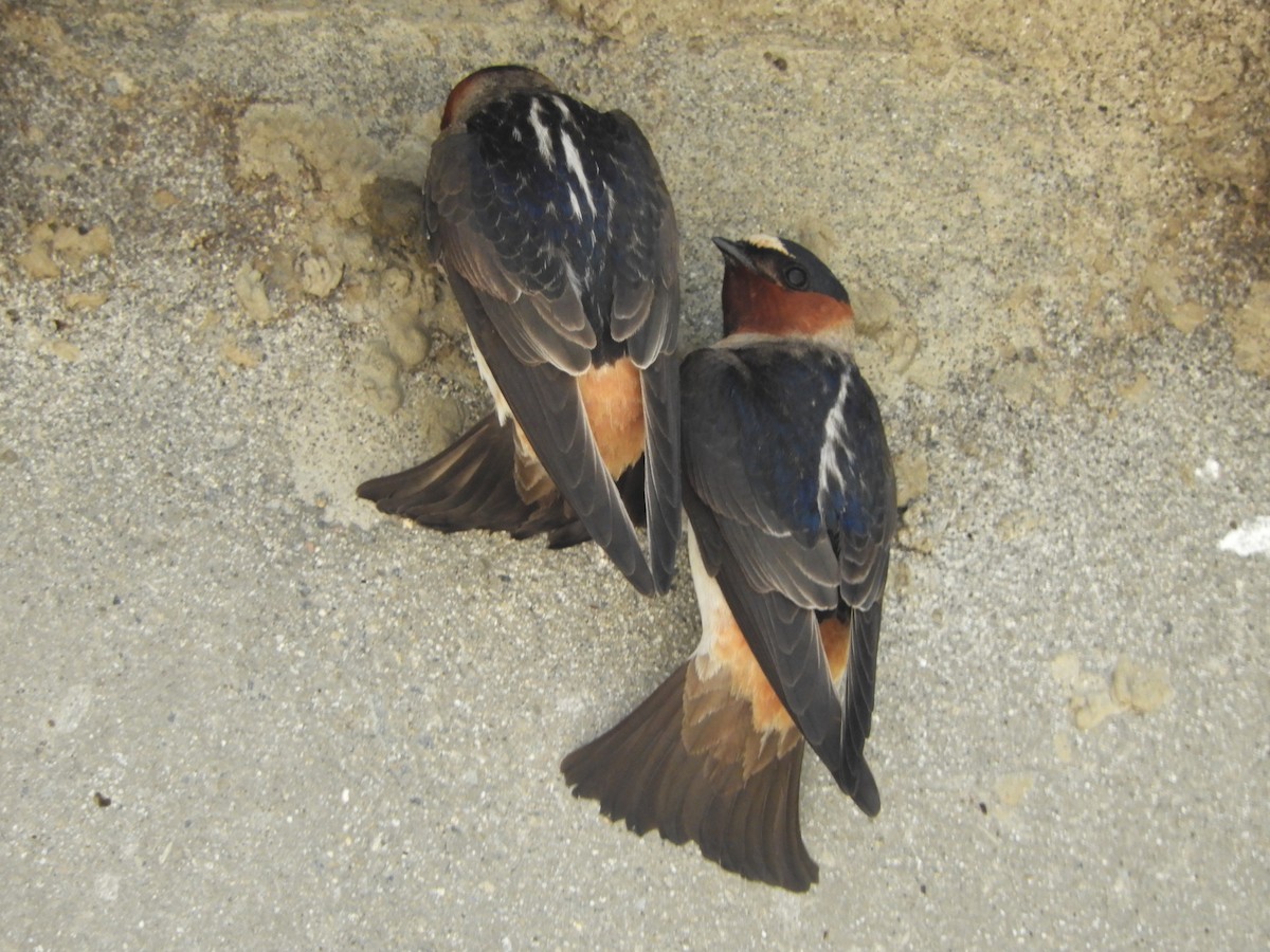 Cliff Swallow - Natalee Bozzi