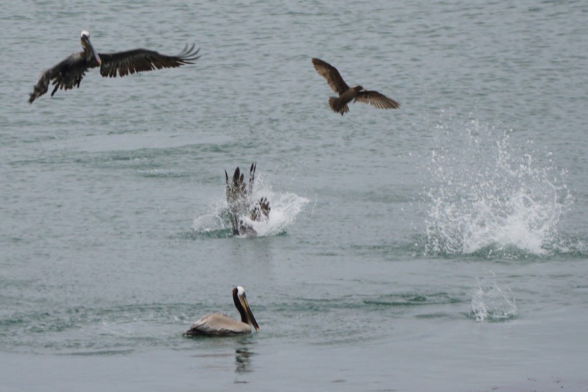 Brown Pelican - ML617733297