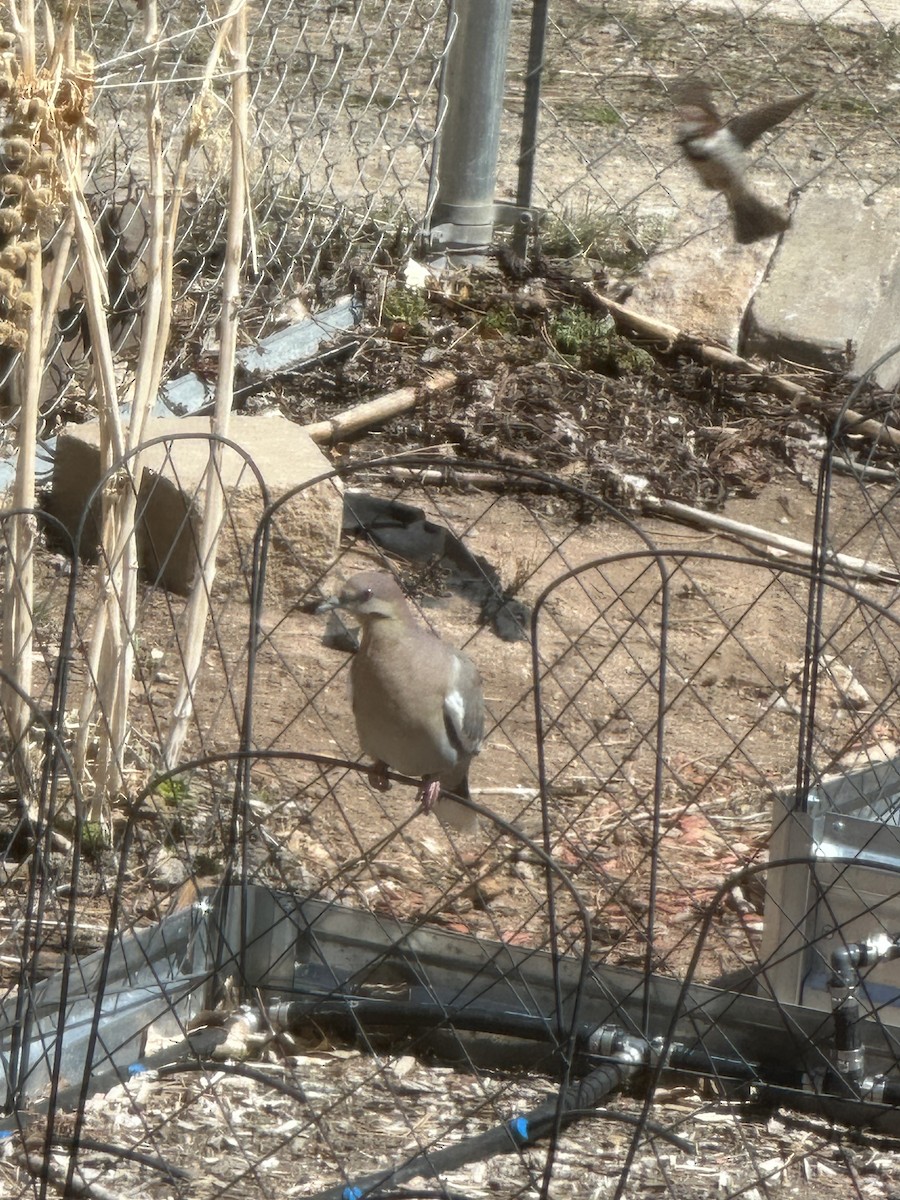 White-winged Dove - ML617733306