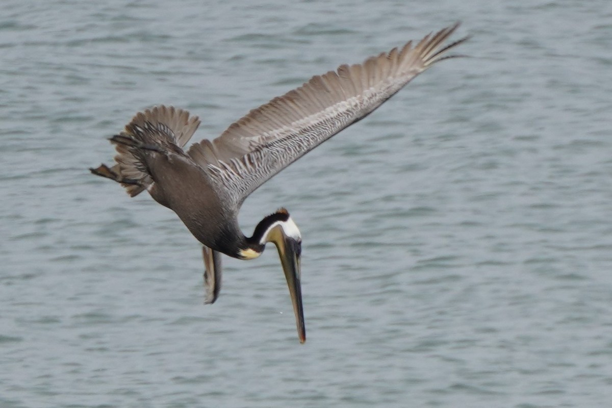 Brown Pelican - ML617733308