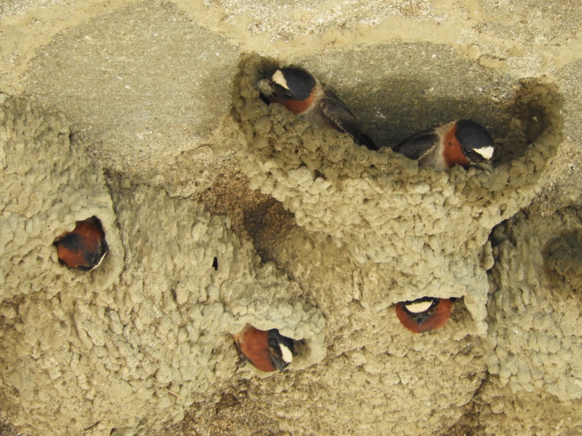 Cliff Swallow - Natalee Bozzi