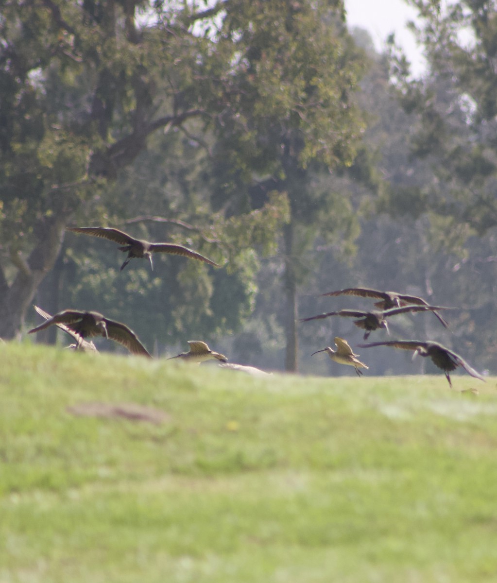 White-faced Ibis - ML617733337