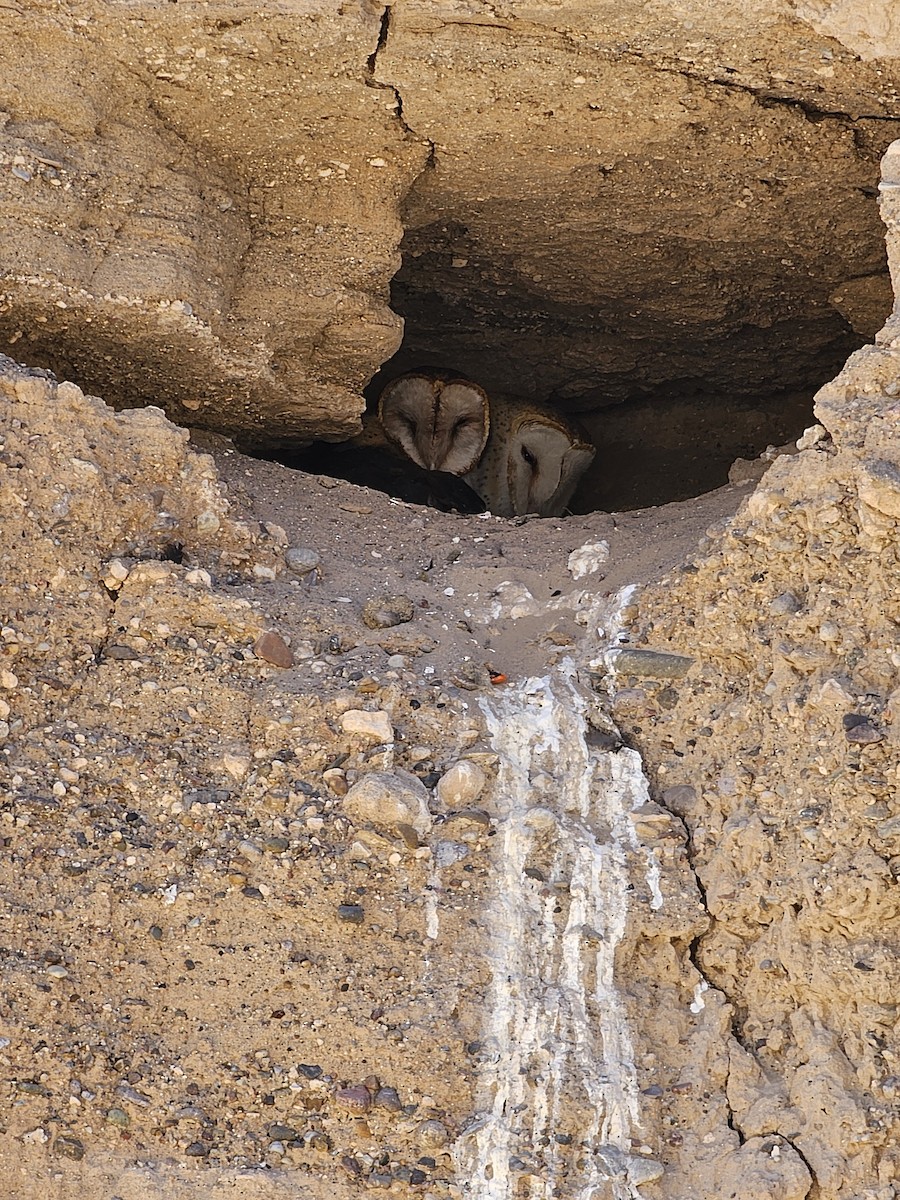 American Barn Owl - ML617733341
