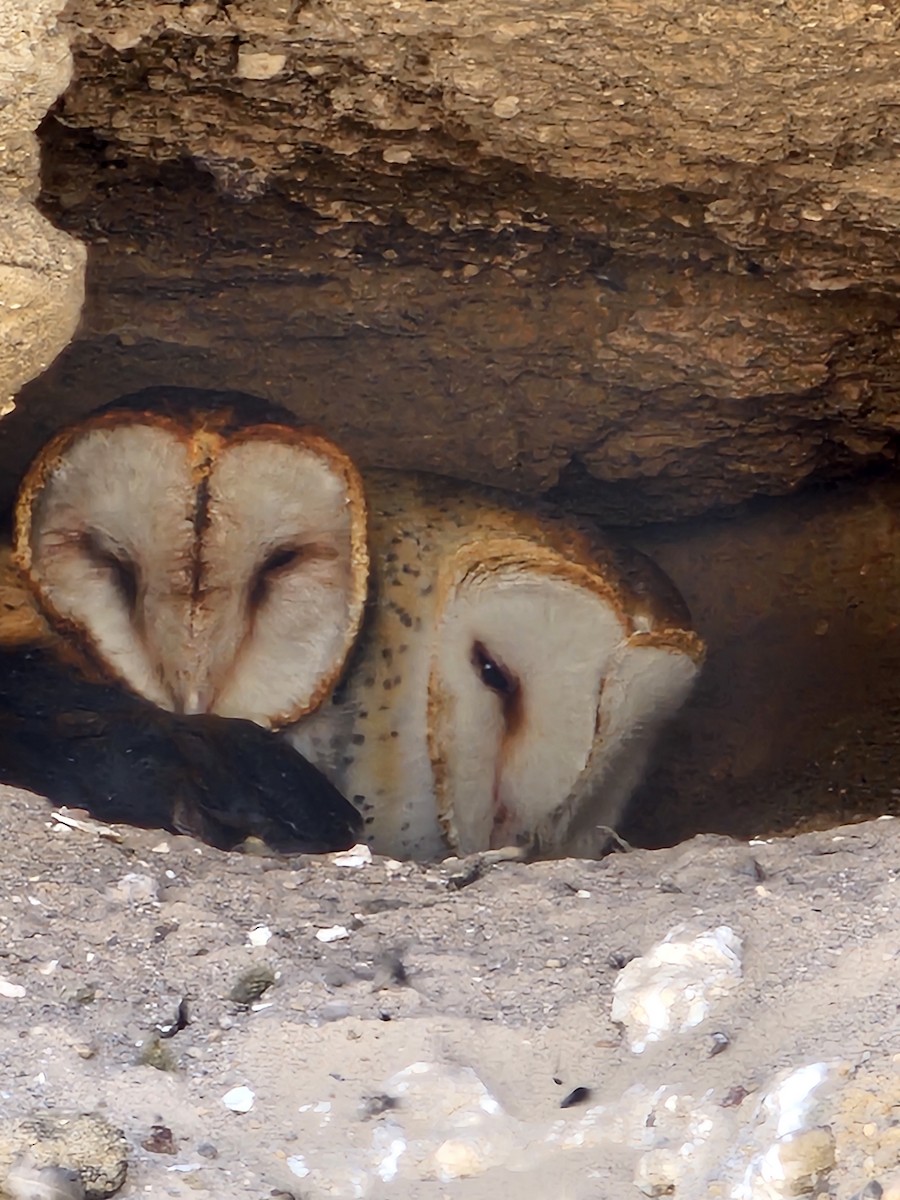 American Barn Owl - ML617733342