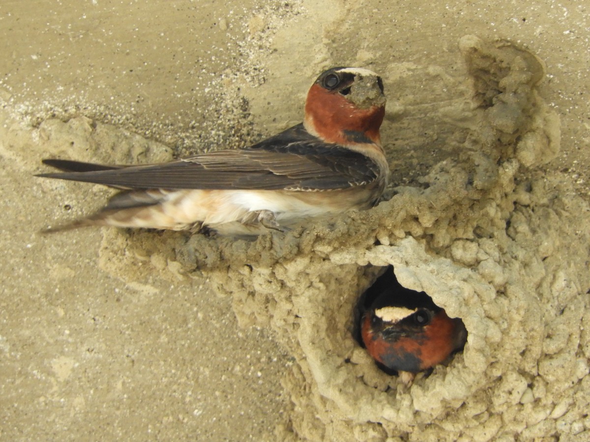 Cliff Swallow - Natalee Bozzi