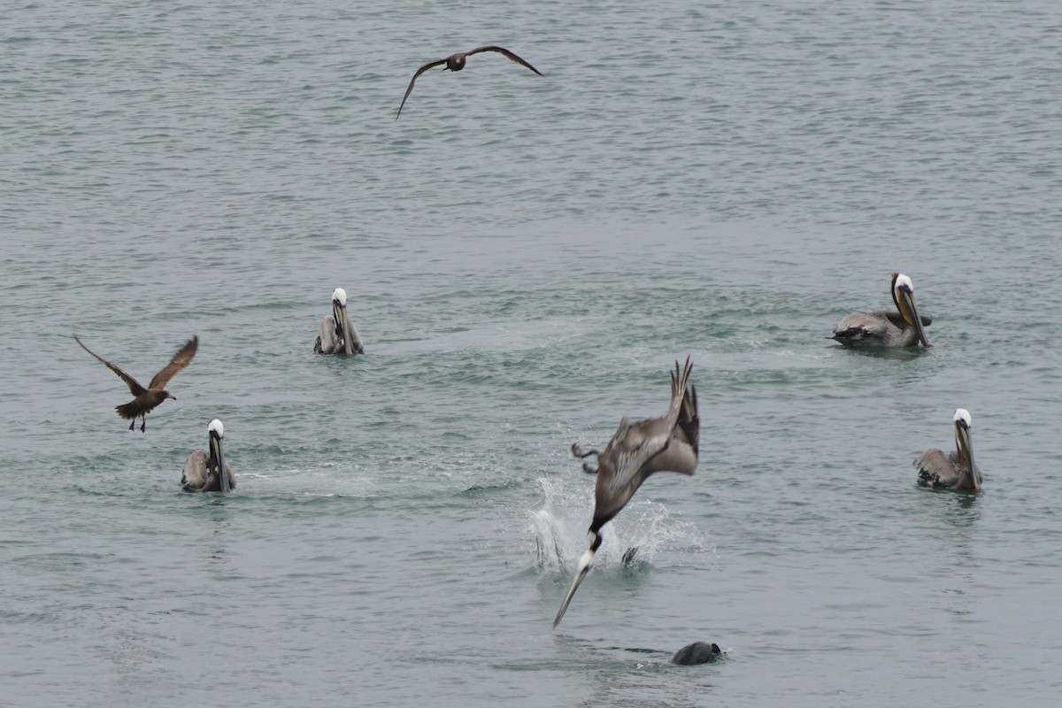 Brown Pelican - ML617733349