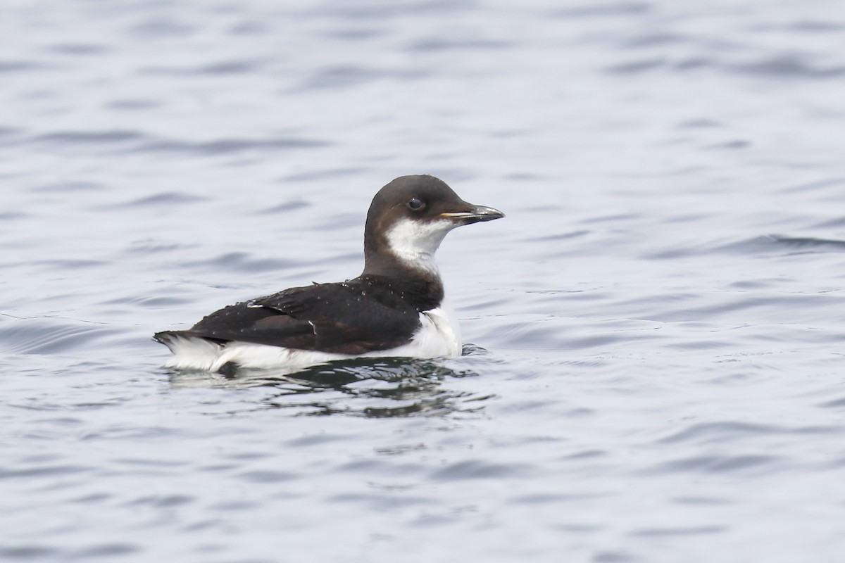 Thick-billed Murre - Craig Gibson