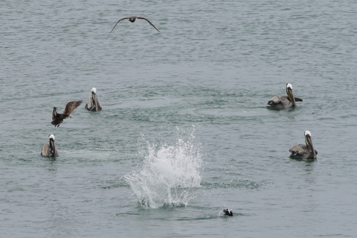 Brown Pelican - ML617733360