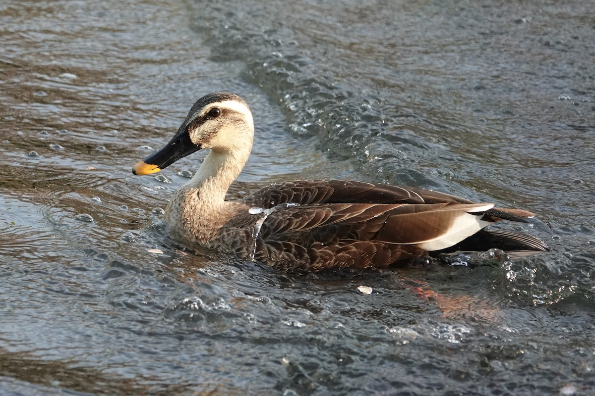 Eastern Spot-billed Duck - ML617733366