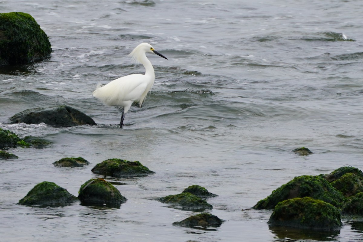 Snowy Egret - ML617733369