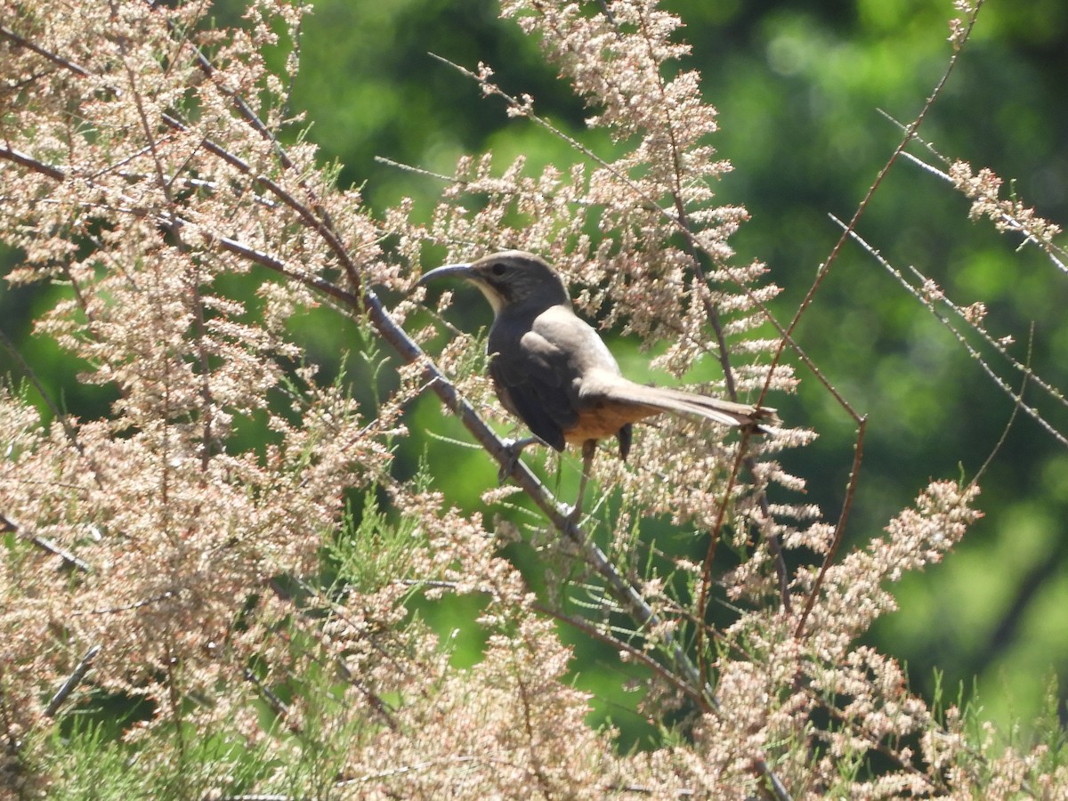 California Thrasher - ML617733371