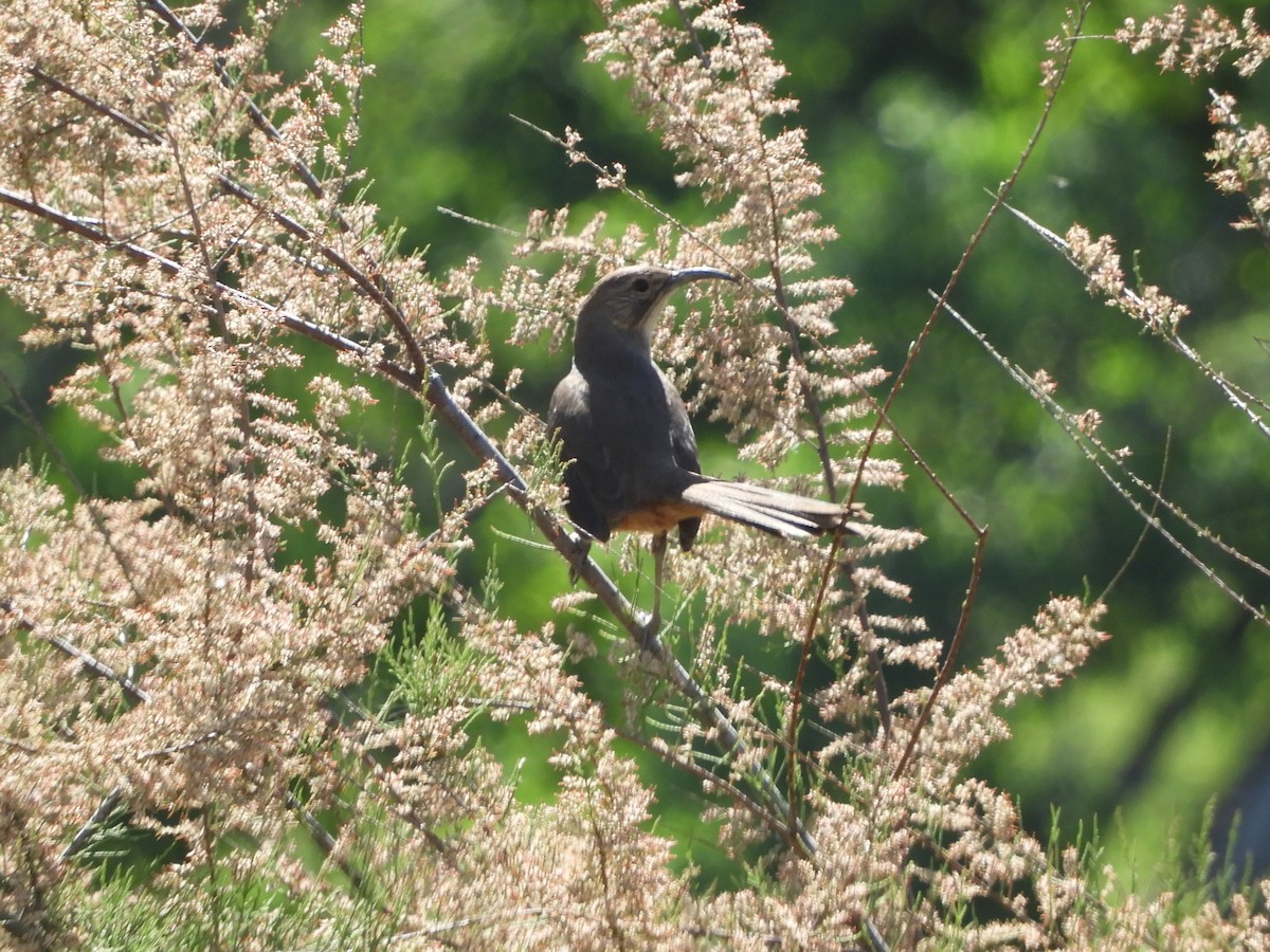 California Thrasher - Natalee Bozzi