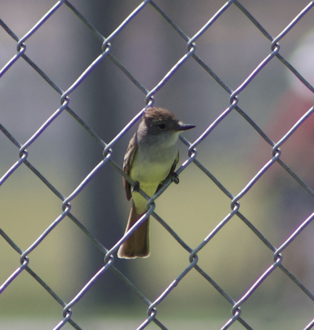 Ash-throated Flycatcher - ML617733467