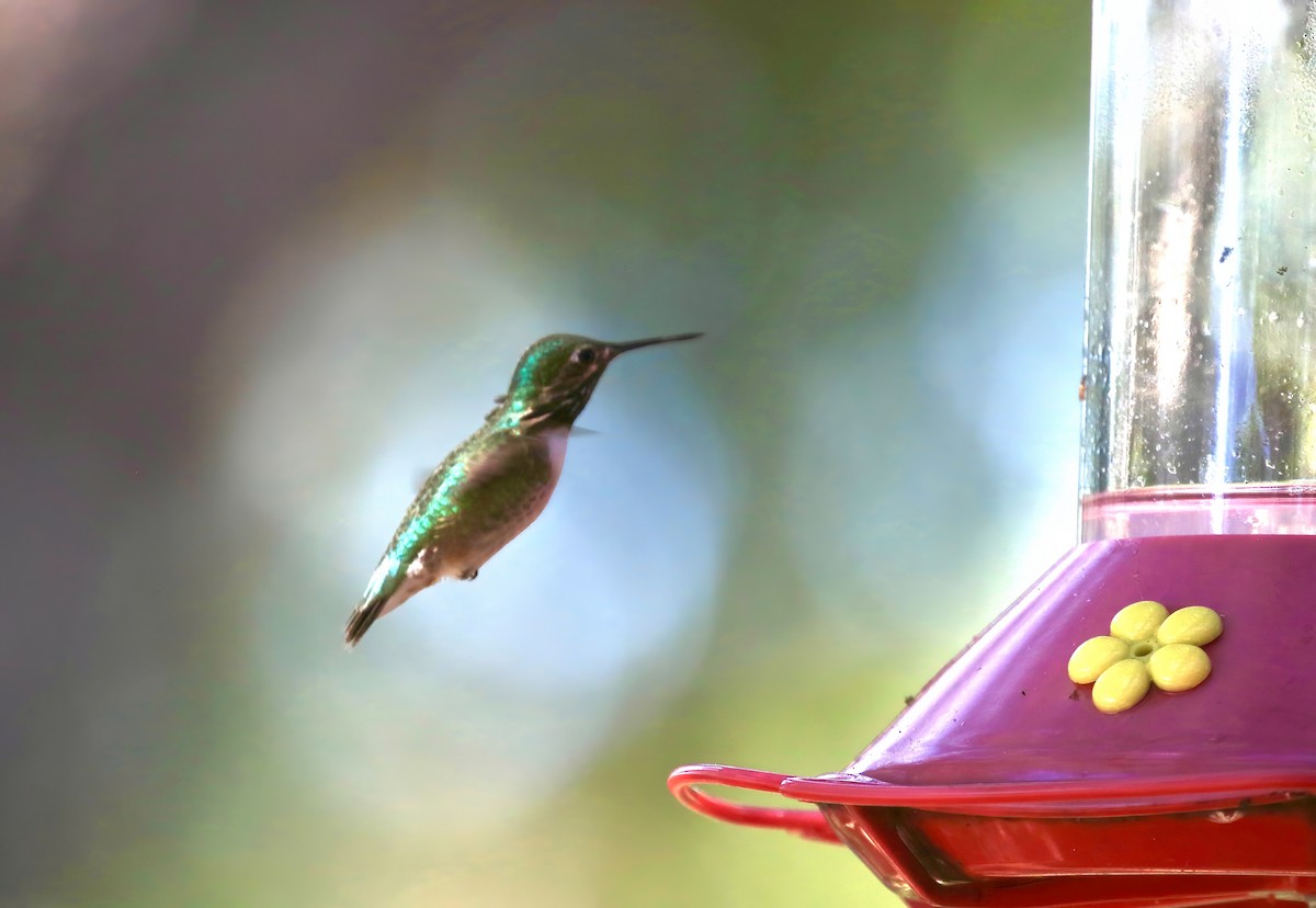 Calliope Hummingbird - ML617733472