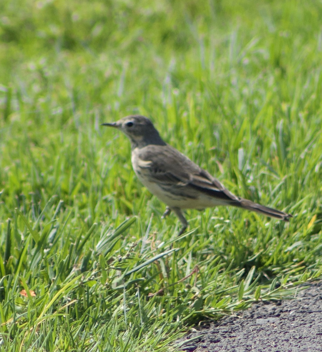 Pipit d'Amérique - ML617733517