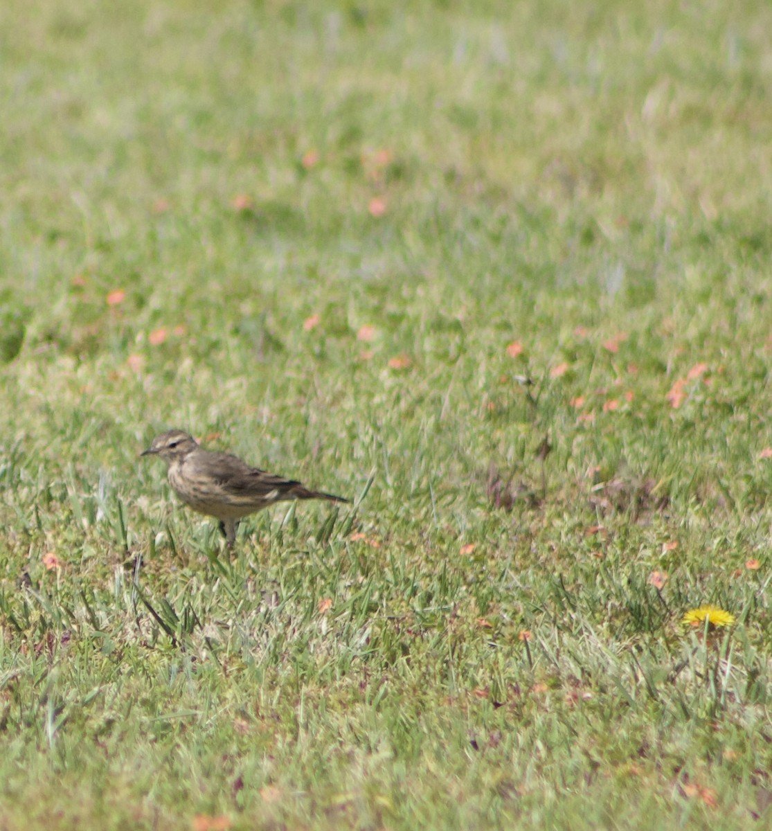 American Pipit - ML617733519