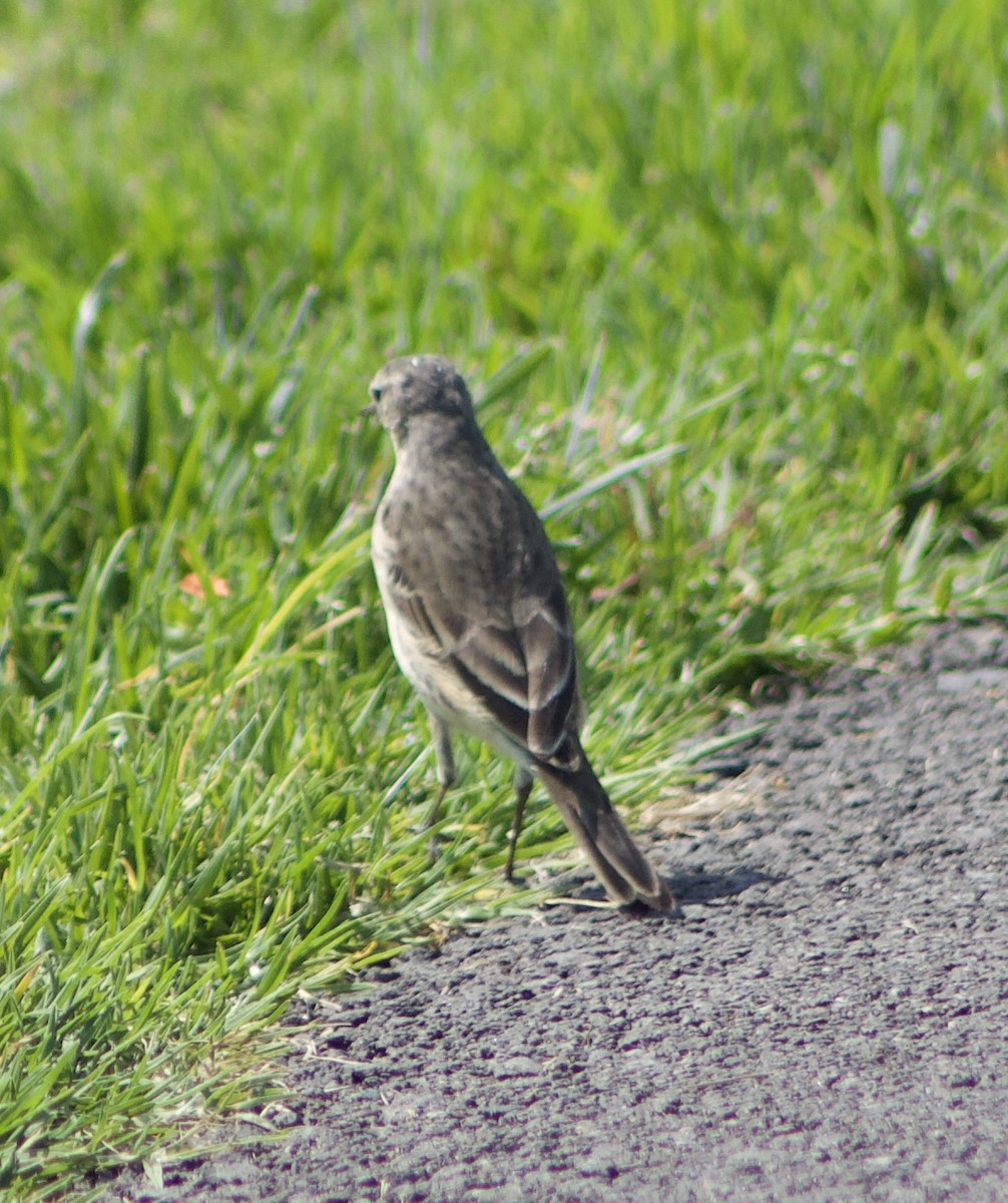 Pipit d'Amérique - ML617733520