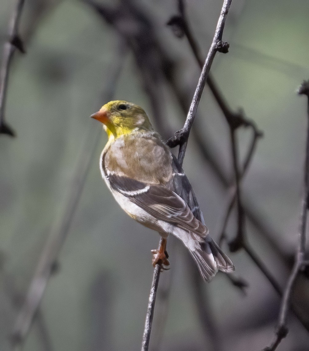 American Goldfinch - ML617733592