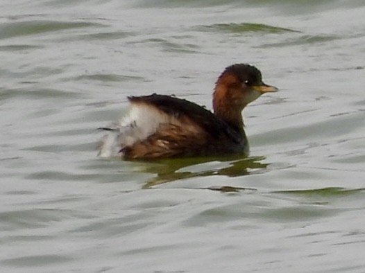 Little Grebe - Timothy Kasper