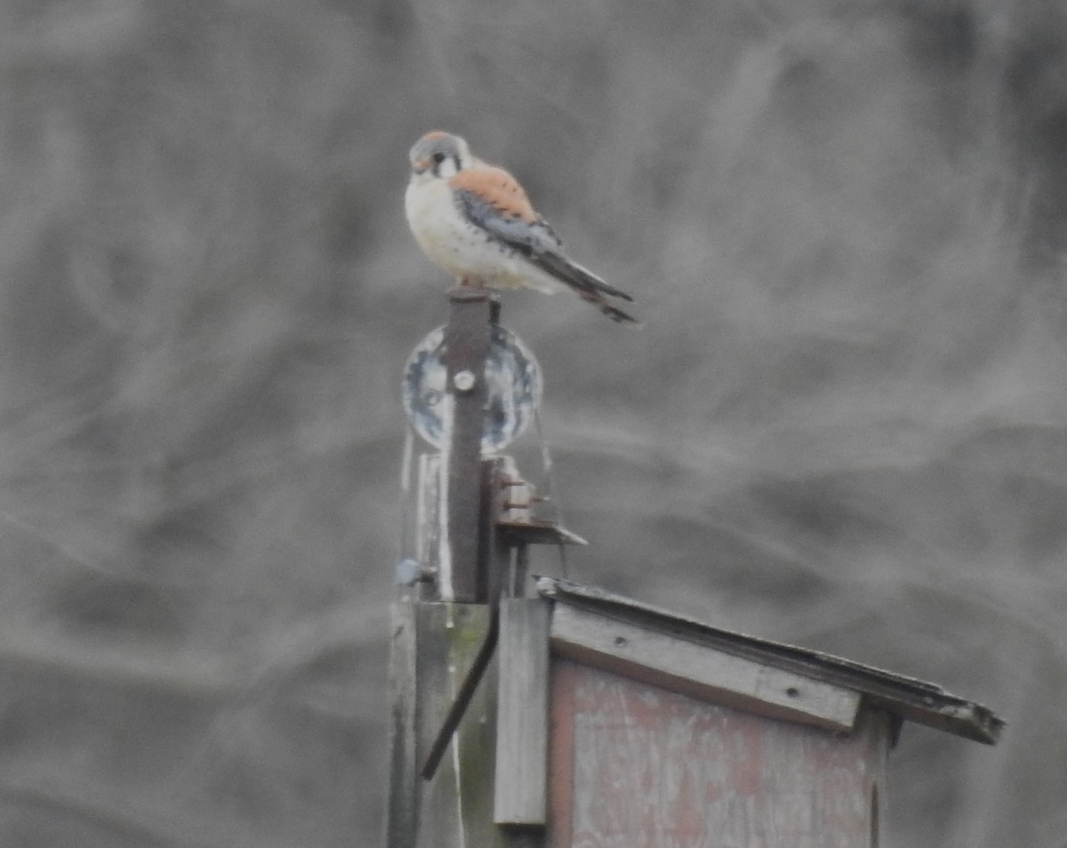 American Kestrel - ML617733601