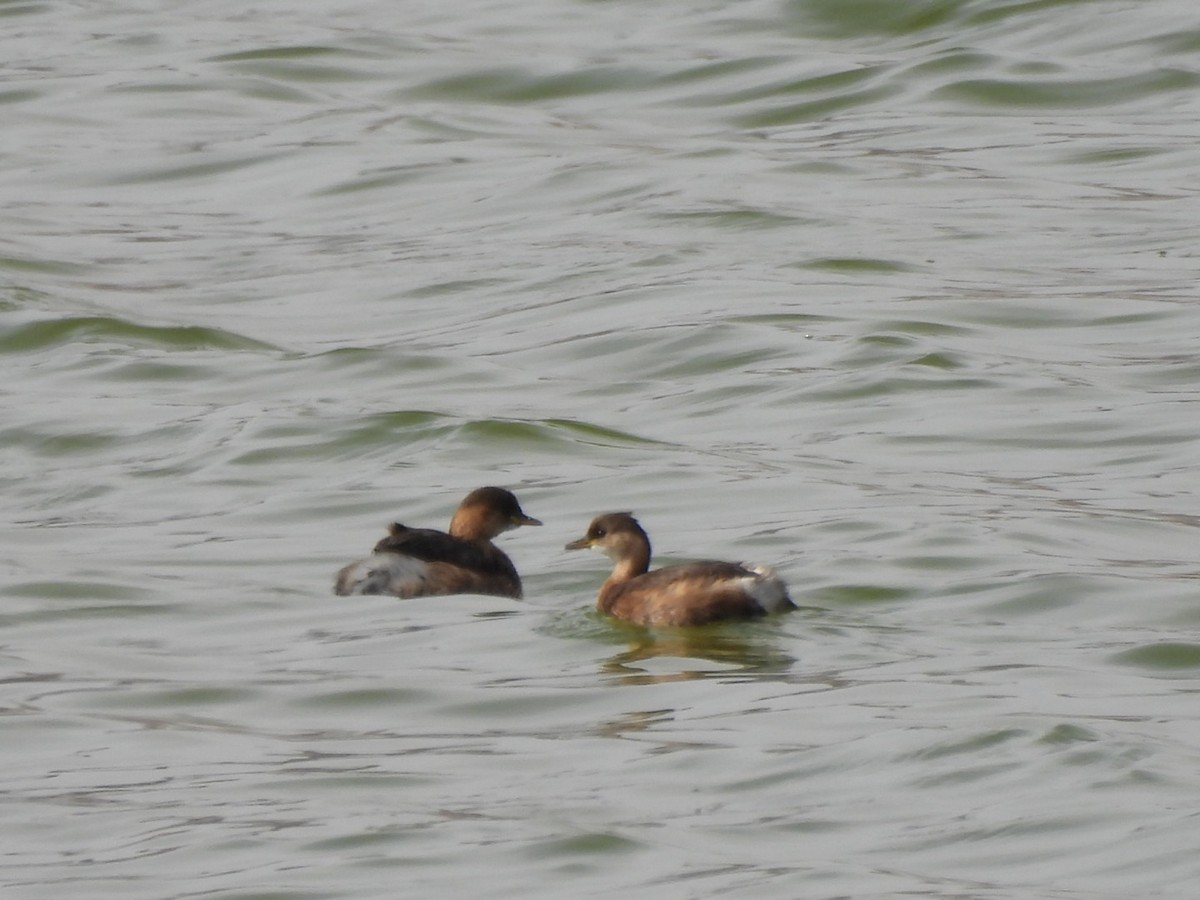 Little Grebe - Timothy Kasper