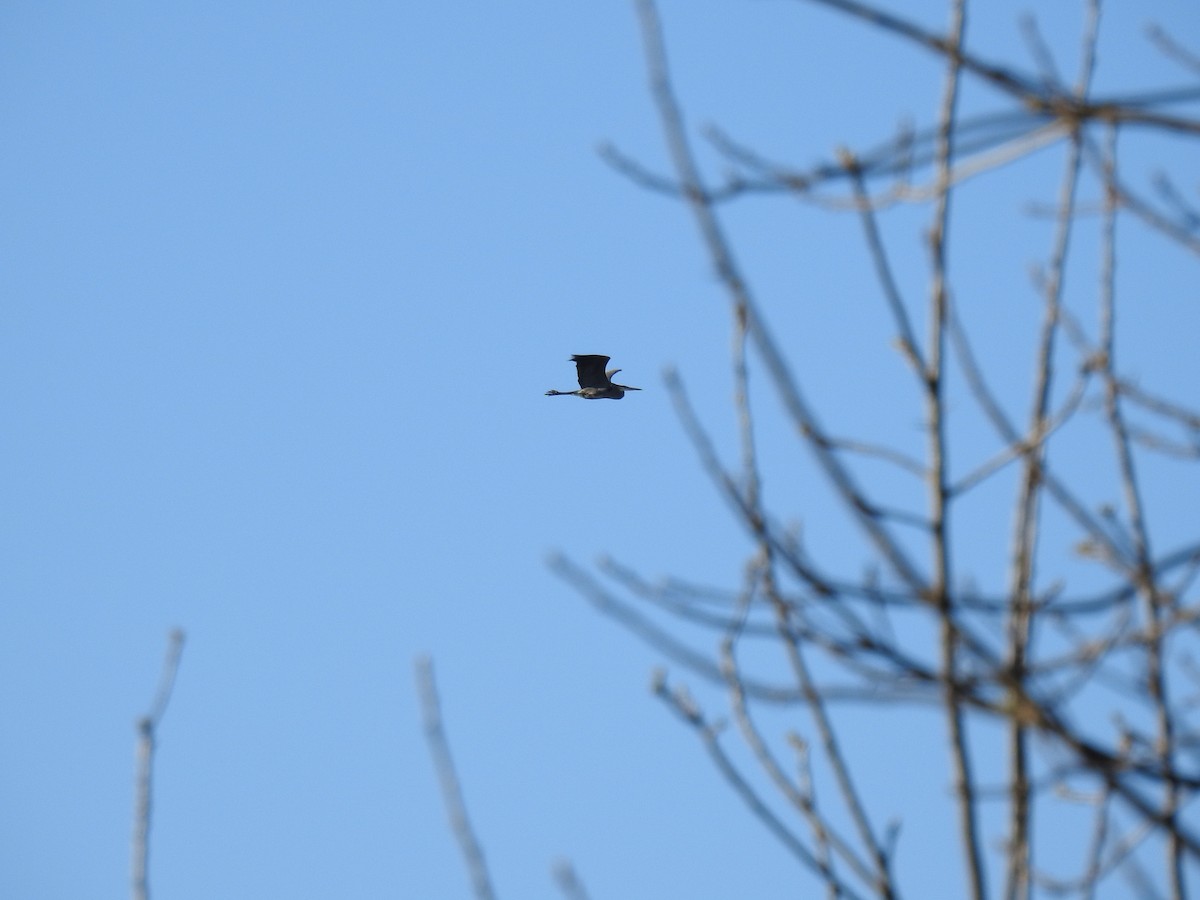 Great Blue Heron - ML617733611