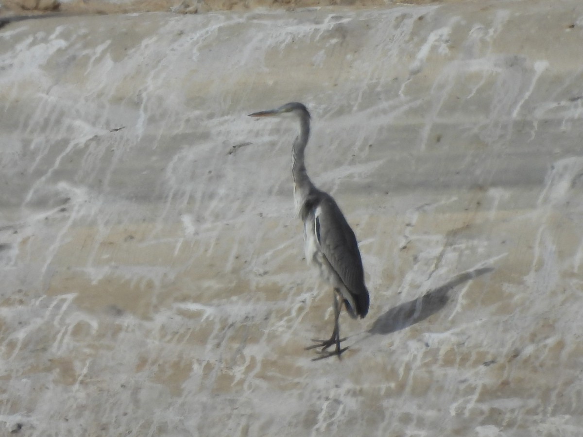 Gray Heron - Timothy Kasper