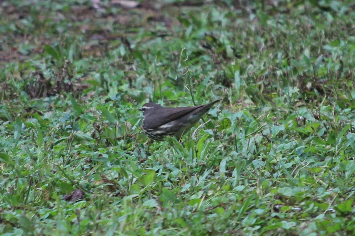 Northern Waterthrush - Kelsey Low