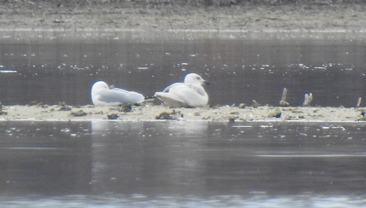 Glaucous-winged Gull - Pat Grantham