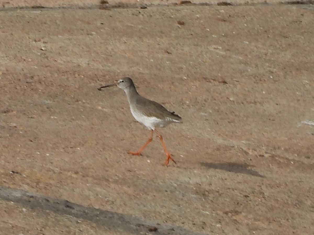 Common Redshank - ML617733688