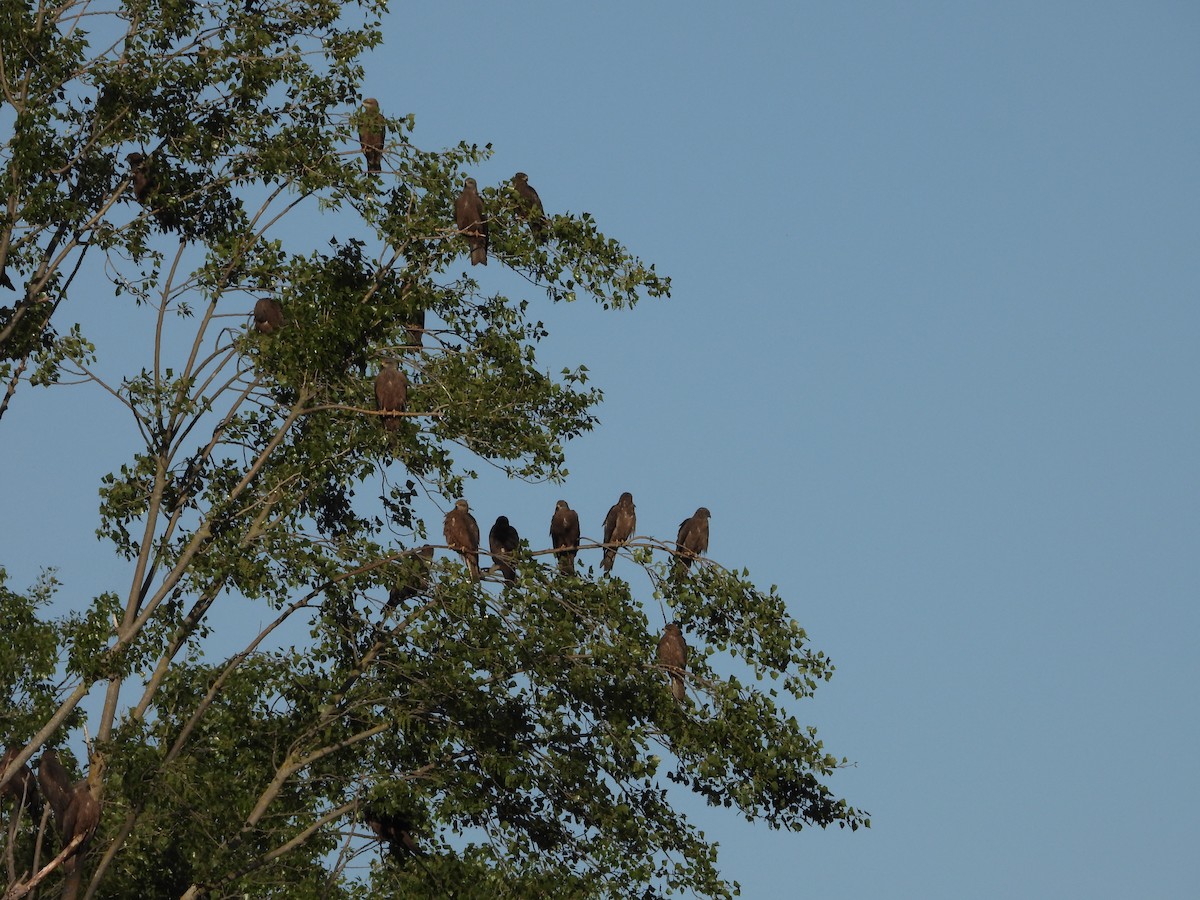 Black Kite - ML617733707