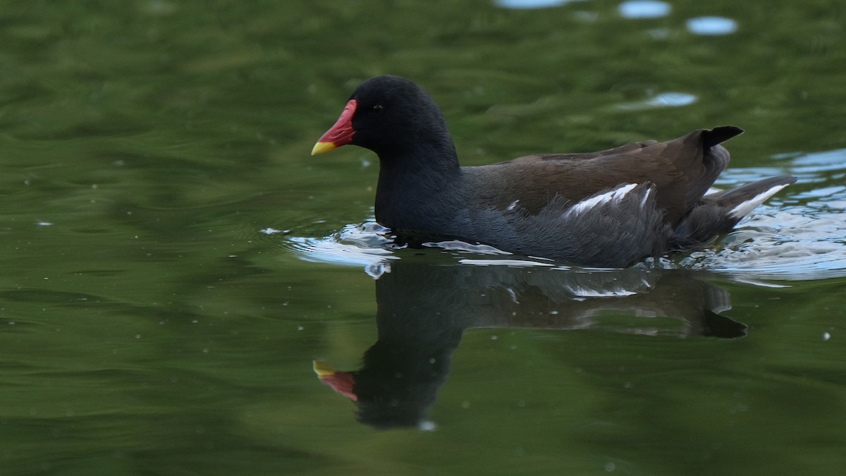 Eurasian Moorhen - Reyhan Hamdi