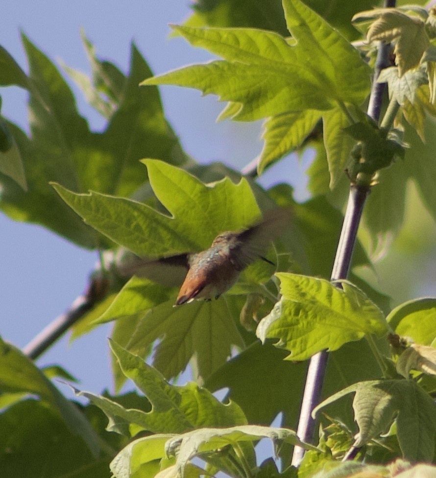 Colibrí de Allen - ML617733763