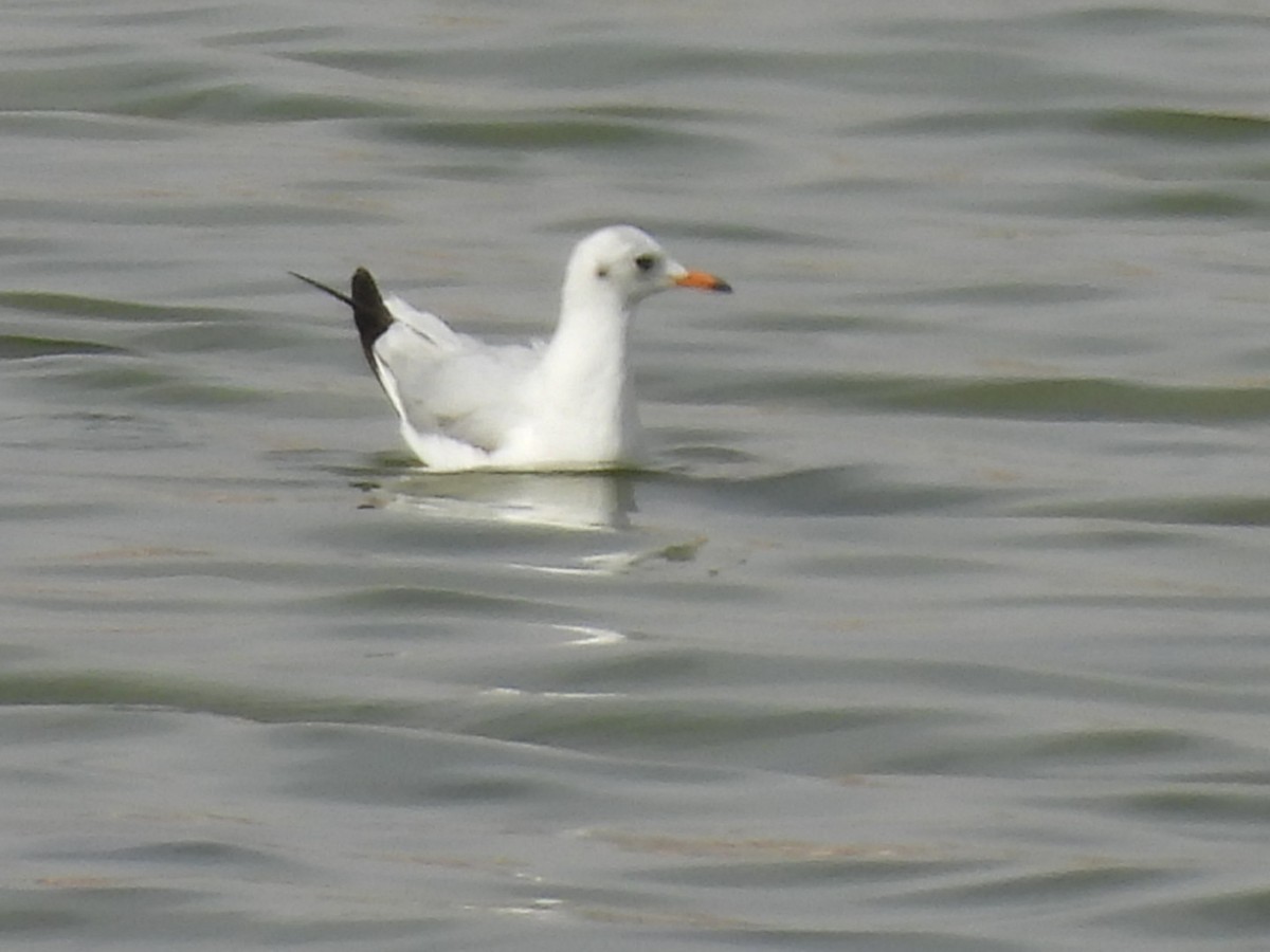 Mouette rieuse - ML617733770