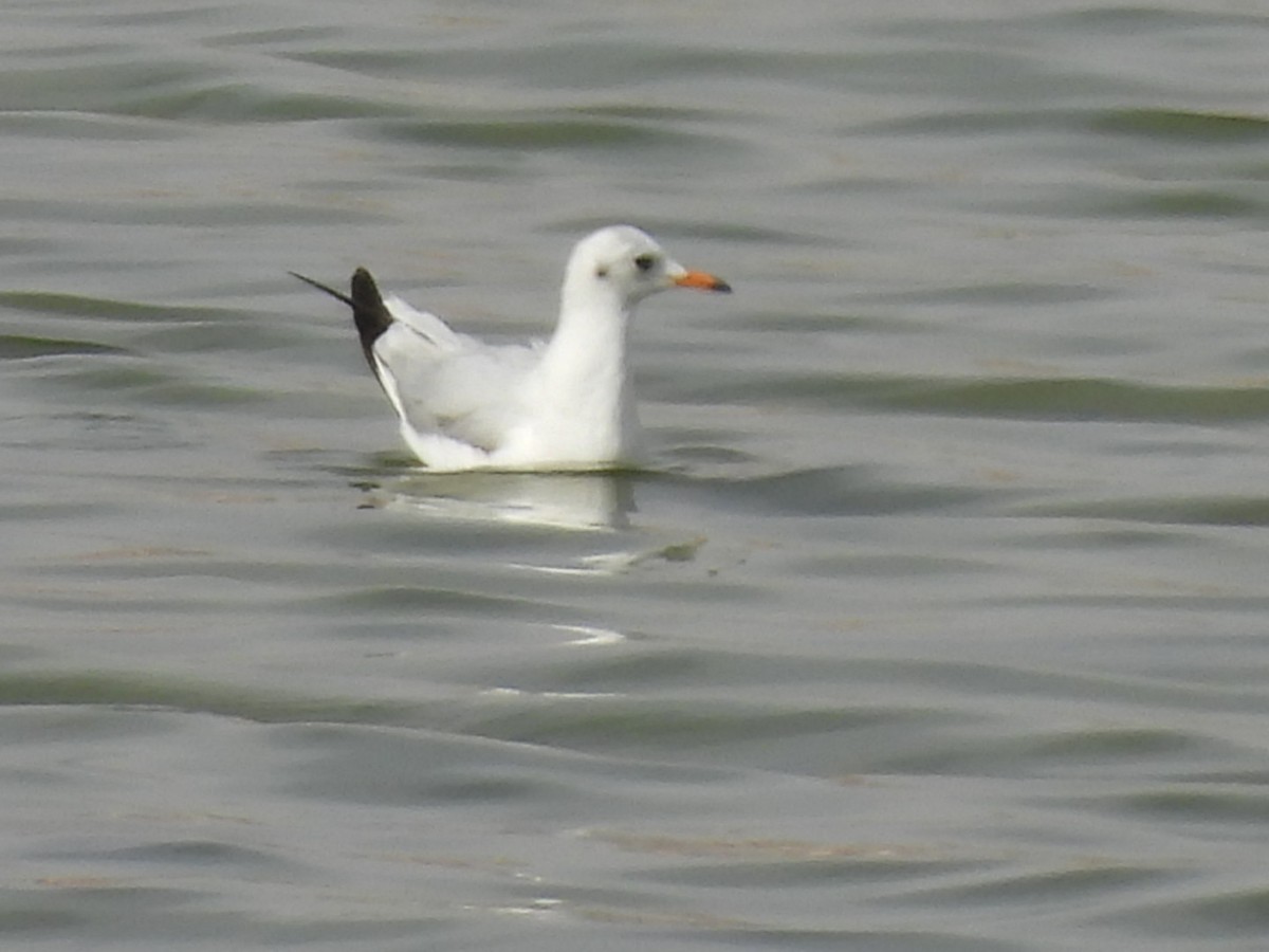 Black-headed Gull - Timothy Kasper