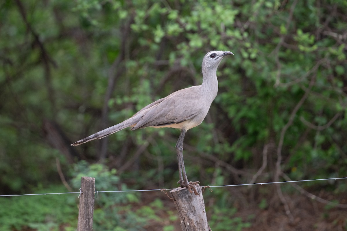 Black-legged Seriema - ML617733783